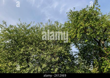 baies de prunes de cerises suspendues à un arbre en automne, récolte de prunes de cerises mûres sur un arbre sur un fond de ciel bleu Banque D'Images