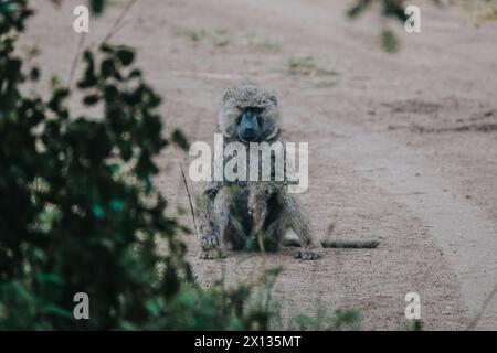 Babouins aux olives dans le parc national de Mburo Banque D'Images