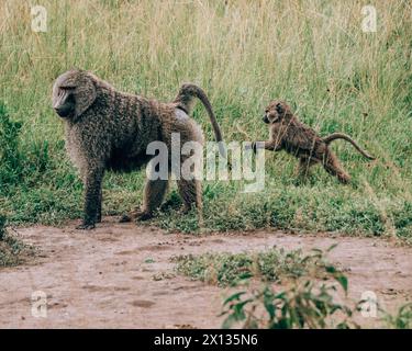 Babouins aux olives dans le parc national de Mburo Banque D'Images