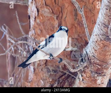 Flycatcher (Ficedula albicollis), Paphos, Chypre Banque D'Images