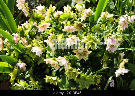 Plante Helleborus Orientalis dans le jardin sous le soleil Banque D'Images