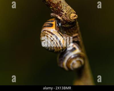 Escargots assis sur une branche d'arbre Banque D'Images