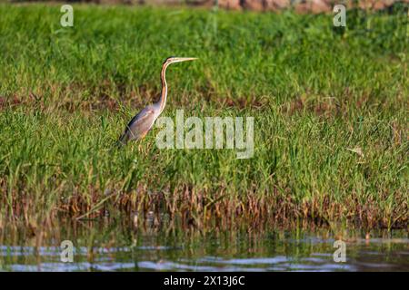 Héron violet adulte, Ardea purpurea, dans les roseaux sur les rives du Nil, Egypte Banque D'Images