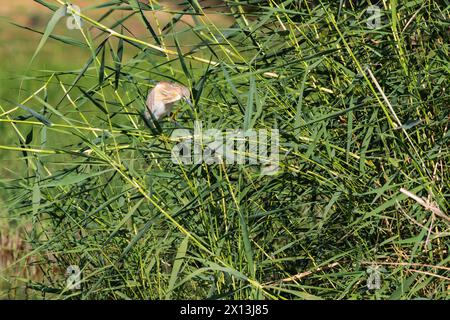 Squacco Heron, Ardeola Ralloides, au milieu des roseaux, fleuve Nil, Egypte Banque D'Images