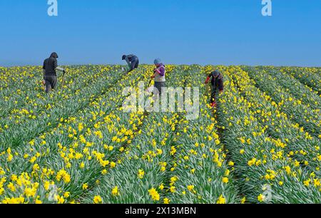 Kinneff Aberdeenshire Écosse champs de jonquilles colorés au printemps quatre ouvriers dans les rangées de fleurs jaunes Banque D'Images