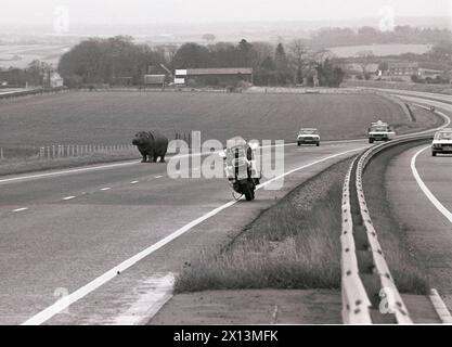 Trafic inattendu sur l'A303 dans le Hampshire UK 1990. Après un accident de camion, un jeune hippopotame sillonne la voie à deux voies près du circuit de course de Thruxton. Banque D'Images