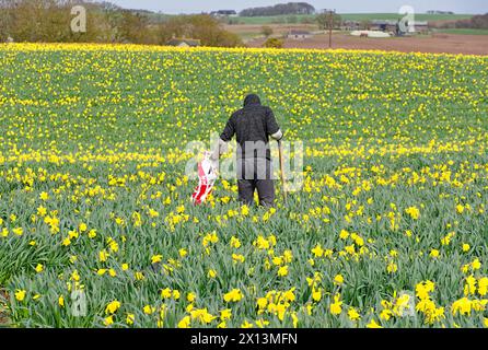 Kinneff Aberdeenshire Écosse champs de jonquilles colorés au printemps un ouvrier solitaire dans les rangées de fleurs jaunes Banque D'Images