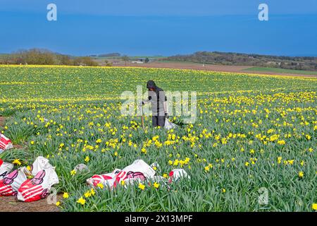 Kinneff Aberdeenshire Écosse champs de jonquilles colorés au printemps un ouvrier avec un sac de bulbes sélectionnés Banque D'Images