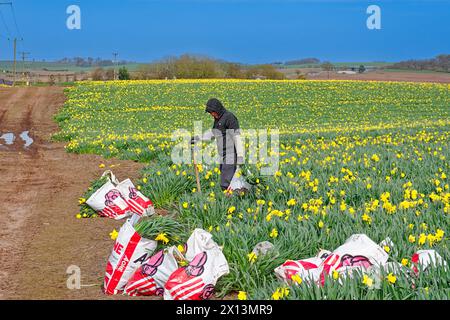 Kinneff Aberdeenshire Écosse champs de jonquilles colorés au printemps un ouvrier avec des sacs de bulbes sélectionnés Banque D'Images