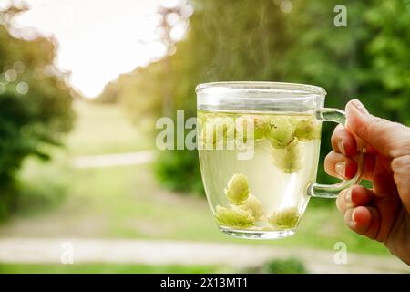 Boisson médicinale à base de thé à base de Humulus lupulus le houblon commun ou houblon. Main de femme tenant la tasse chaude de thé à la vapeur avec la nature de coucher de soleil sur fond Banque D'Images