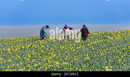 Kinneff Aberdeenshire Écosse champs de jonquilles colorés au printemps trois ouvriers dans les rangées de fleurs jaunes Banque D'Images