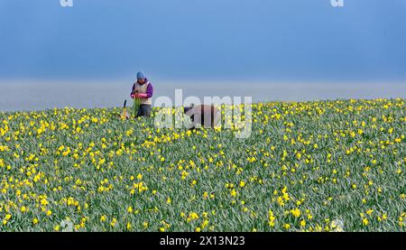 Kinneff Aberdeenshire Écosse champs de jonquilles colorés au printemps deux ouvriers dans les rangées de fleurs jaunes Banque D'Images