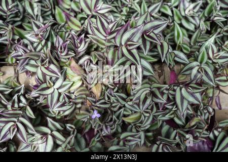 Siver Inch Plant, ou Wandering Sailor. (Tradescantia Zebrina) Banque D'Images