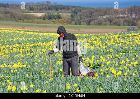 Kinneff Aberdeenshire Écosse champs de jonquilles colorés au printemps un ouvrier avec un sac de bulbes sélectionnés Banque D'Images