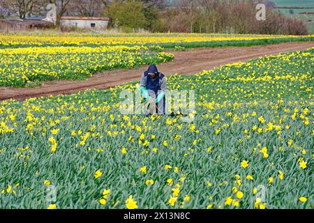 Kinneff Aberdeenshire Écosse les champs de jonquilles colorés au printemps un ouvrier qui choisit des bulbes Banque D'Images