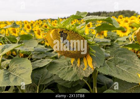 champ de tournesol en été pendant la floraison des fleurs de tournesol, un champ avec des fleurs de tournesol en été par temps nuageux Banque D'Images