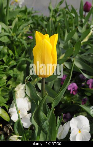 Copenhague, Danemark /15 avril 2024/tulipes fleurs et marguerites fleurs et plantes et pots de fleurs dans la capitale danoise (photo. Francis Joseph Dean/Dean Pictures) Banque D'Images