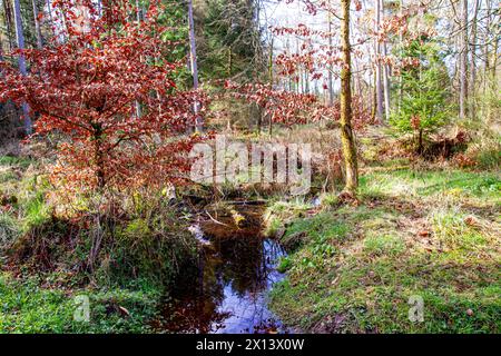 Dundee, Tayside, Écosse, Royaume-Uni. 15 avril 2024. Météo britannique : Templeton Woods à Dundee a un soleil printanier doux brillant qui offre une vue magnifique sur la faune, les arbres de forme naturelle et les promenades dans la nature entrelacées. Crédit : Dundee Photographics/Alamy Live News Banque D'Images