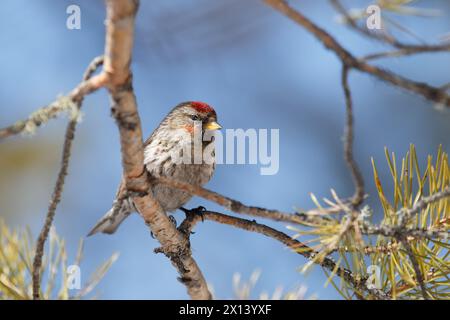 Une femelle redpoll est assise sur une branche de pin. Gros plan sur un fond bleu flou. Banque D'Images