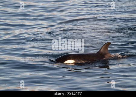 Épaulards (Orcinus Orca) au large de la côte de basse-Californie du Sud dans la mer de Cortez, Mexique. Banque D'Images