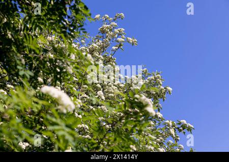 rowan trees pendant la floraison printanière , rowan fleurit pendant la floraison dans le parc printanier Banque D'Images