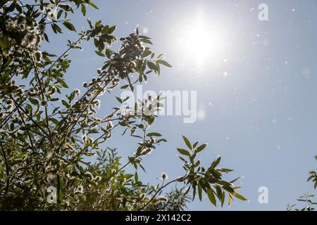 voler dans le ciel peluche blanche de saule au printemps, saule en fleurs avec beaucoup de peluches blanches avec des graines Banque D'Images