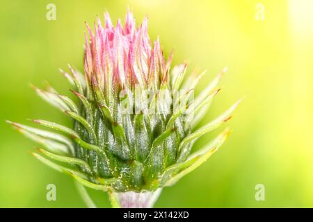 Chardon marial en fleurs, chardon à lait béni (Silybum marianum, Carduus marianus), plante médicinale, plante cicatrisante, chardon Marie, Banque D'Images