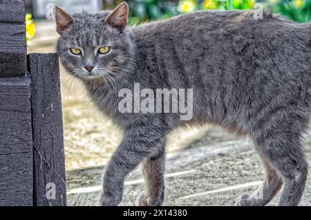 Chat gris campagnard debout dans la rue. Chat leva la patte et regarda la caméra. Concept d'animal de rue. Banque D'Images