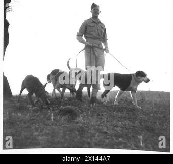 VISITE DE LA BRIGADE IRLANDAISE EN AFRIQUE DU NORD - L/CPL. Evans exerçant des chiens de patrouille (voir 3357) , armée britannique Banque D'Images