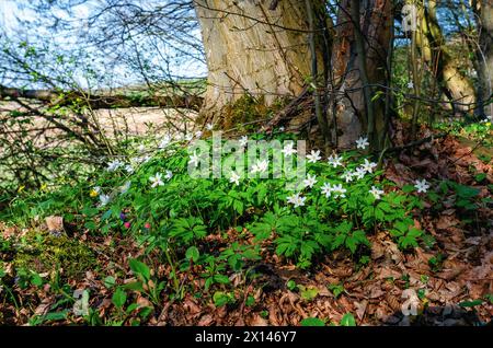 Scène inspirante de fleurs de printemps dans la forêt du matin. Harmonie d'image douce et rêveuse de la nature Banque D'Images