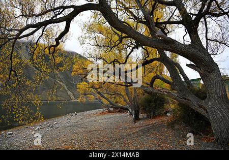 Une rangée de saules aux couleurs d'automne sur le rivage du lac Pearson. Canterbury, Nouvelle-Zélande. Banque D'Images