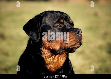 Rottweiler en herbe longue Banque D'Images