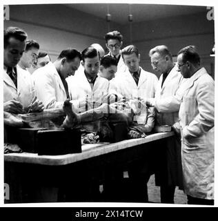 Le professeur Tadeusz Rogalski enseigne aux étudiants de l'armée polonaise au département d'anatomie de l'École polonaise de médecine de l'Université d'Édimbourg. L'école a dispensé une formation aux médecins et aux étudiants du 1er corps polonais entre 1941 et 1949. Banque D'Images