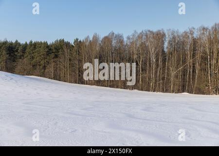 pins verts en hiver, neige en hiver dans une jeune forêt de pins sur une colline Banque D'Images
