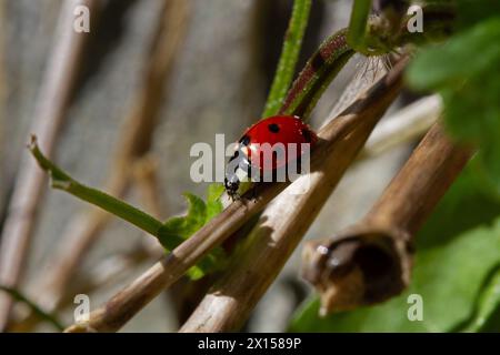 Gros plan sur Seven-spot coccinelle Banque D'Images