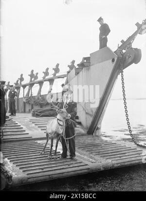 UN RENNE EST PRÉSENTÉ À ADMIRAL WELLS (ACOS), ÉCOULEMENT DE SCAPA, DÉCEMBRE 1943. - Le quartier-maître A. E. Dowdeswell, de Westminster, Londres, se tient sur la rampe d'une embarcation de débarquement avec Olga le renne, à son arrivée à Scapa Flow. L'amiral Wells, commandant des Orcades et des Sheltands, a reçu « Olga », un renne de 3 mois, en cadeau de Noël de l'amiral Golovko, commandant en chef de la flotte du Nord, aux autorités navales britanniques à Scapa Flow. Olga a fait le voyage de Russie à bord d'un croiseur britannique effectuant une course de routine au sud de la Royal Navy Banque D'Images