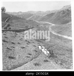 Les bœufs continuent de labourer les champs près des voies de première ligne tandis que la 8e armée opère dans des conditions de tir dans la région. Banque D'Images