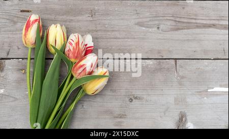 Bouquet de tulipes rayées en rouge, jaune et blanc avec espace copie Banque D'Images