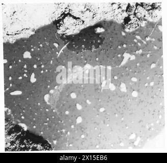 CINQUIÈME ARMÉE : TÊTE DE PONT ANZIO LA BATAILLE CONTRE LE PALUDISME - gros plan de pétrole-Malriol- sur l'eau est un trou de coquillage, avec des milliers de moustiques morts sur la surface de l'armée britannique Banque D'Images