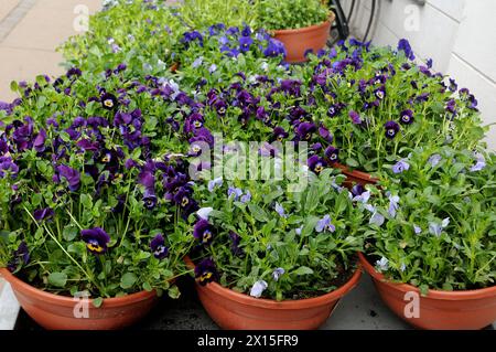 Copenhague, Danemark /15 avril 2024/plantes et pots de fleurs dans la capitale danoise photo. Francis Joseph Dean/Dean Pictures Banque D'Images