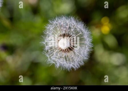 fleurs blanches de boules de pissenlit dans un champ de printemps, belles fleurs de pissenlit en gros plan Banque D'Images