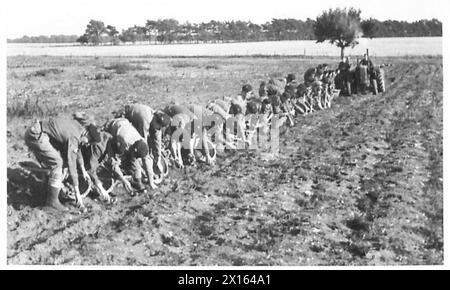 LES SOLDATS SE RASSEMBLENT DANS LES RÉCOLTES - les troupes se rassemblent dans la récolte de pommes de terre British Army Banque D'Images