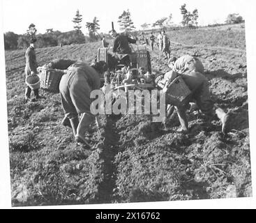 LES SOLDATS SE RASSEMBLENT DANS LES RÉCOLTES - les troupes suivent la charrue et se rassemblent dans l'armée britannique des pommes de terre Banque D'Images