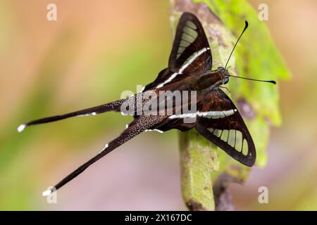 Le gracieux papillon blanc Dragontail, Lamproptera curius, debout sur une feuille, Thaïlande. Banque D'Images