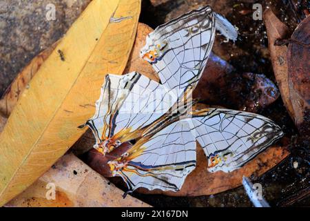 Le papillon érable commun (Cyrestis thyodamas) debout sur des feuilles d'arbre mortes. Banque D'Images