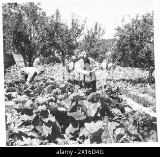 JARDINIERS SOLDATS - le jardin clos qui n'avait pas été cultivé pendant les sept dernières années donne de bonnes récoltes de l'armée britannique Banque D'Images