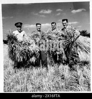 LES TROUPES AIDENT LES AGRICULTEURS À RÉCOLTER - les troupes aidaient joyeusement l'agriculteur à récolter cette grande récolte de maïs. Ici, certains d'entre eux rassemblent les gerbes de maïs British Army Banque D'Images