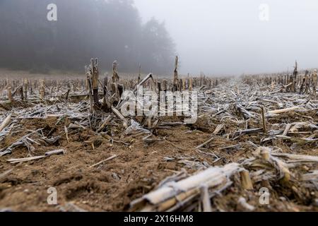 champ de maïs avec de la neige après la récolte, récolte de maïs mal récoltée restant pour l'hiver Banque D'Images