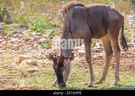 Gnous bleu au Natural Bridge Wildlife Ranch au Texas. Banque D'Images