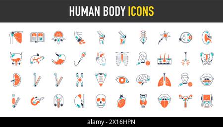 Ensemble d'icônes de parties du corps et d'organes. Illustration vectorielle du corps humain Illustration de Vecteur